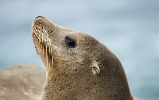 Sea lion illustrating the SEA-LION family of LLMs by Sony Research and AI Singapore.