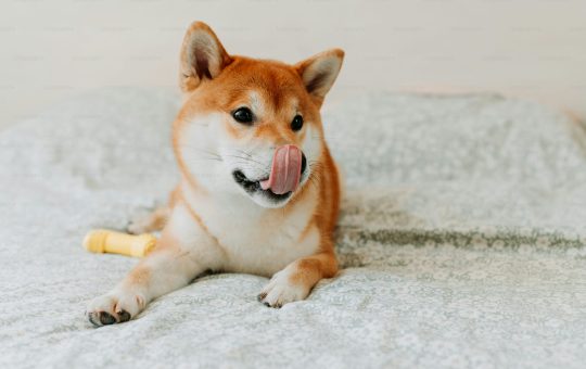 Shiba Inu