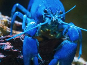 Blue lobster as, with the launch of KiloClaw, enterprises now have a tool to enforce governance over autonomous agents and manage shadow AI.